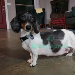 Dachshund All Grown Up from 4J Dachshunds