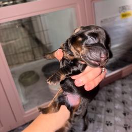 Wallen - Black and tan male Dachshund puppy in Brunswick, Georgia from Teenie Tiny Dachshunds