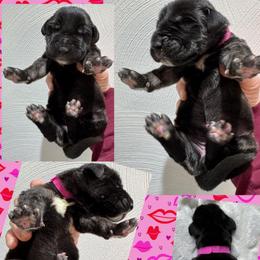 Cupid - Black female Great Dane puppy in Wellsville, New York from Prophecy Danes