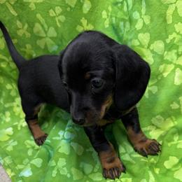 Girl 3 Spike - Black and tan female Dachshund puppy in Xenia, Ohio from Kuhbander Stable Llc