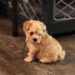 Bentley - Wheaten male Miniature Schnauzer puppy in Port Orchard, Washington from Silver Bells Miniature Schnauzers