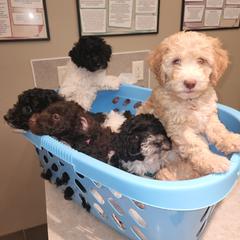 Double Doodle Puppies from Doodle-4-Dayz