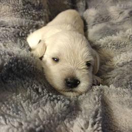 Agnes (Aggie) - White female Miniature Schnauzer puppy in Carriere, Mississippi from Pea Patch Schnauzers