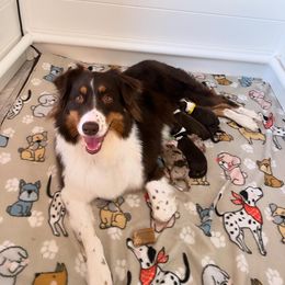 Reina - Australian Shepherd