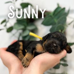 Sunny - Black and tan female Cavapoo puppy in South Jordan, Utah from Wonderful World Doodles