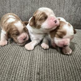 TBA - Blenheim male Cavalier King Charles Spaniel puppy in Pearl River, New York from Cooltomin Cavaliers