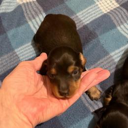 Bubba - Black and tan male Dachshund puppy in Edinburg, Virginia from Hunter Lane Dachshunds