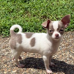 Archer - Blue male Chihuahua puppy in Gloucester, Virginia from Charlotte's Web of Chihuahuas