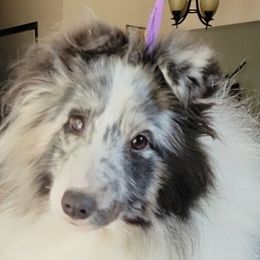 POPPY - Shetland Sheepdog