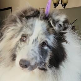 POPPY - Shetland Sheepdog