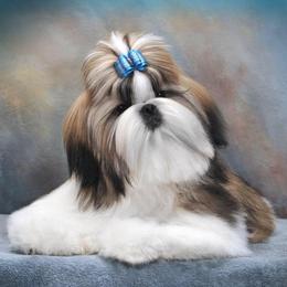 Shih Tzus from Valstons Shih Tzu