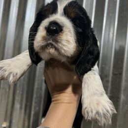 Grey collar. Tri black ROAN - Black white and tan male English Springer Spaniel puppy in Jamestown, Kentucky from Waterworks Springers