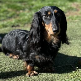 BeBe - Dachshund