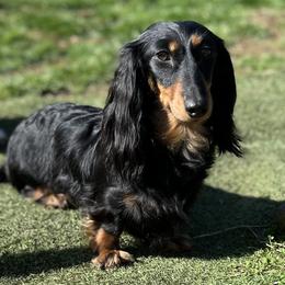 BeBe - Dachshund