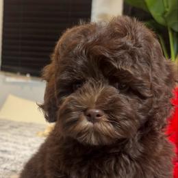 Bronny - Brown male Cockapoo puppy in Queens, New York from The 2 Musketeers_Cockapoos