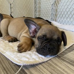 French Bulldog Puppies from TC’s French Bulldogs