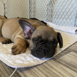 French Bulldog Puppies from TC’s French Bulldogs
