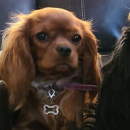 Cavalier King Charles Spaniels, Cavatzus, Shih Tzus, and Toy Australian Shepherds from Kelly Hendrix's Cavalier King Charles Spaniels & Toy Australian Shepherds