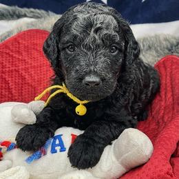 Poodle Puppies from Patriot Noble Paws