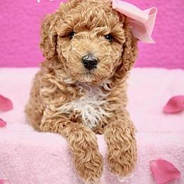 Skipper - Red  female Poodle puppy in Crockett, Texas from Kingdom Kennels