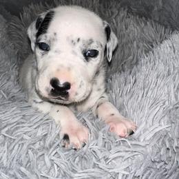 ICE - White and black male Dalmatian puppy in Travelers Rest, South Carolina from Cotton Top