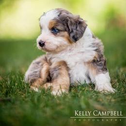 Aussiedoodle, Miniature Australian Shepherd, and Poodle Puppies from Woodwind Miniatures