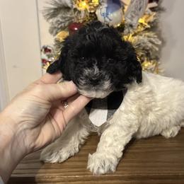 Salem - Black & white male Maltipoo puppy in Berea, Kentucky from Blair’s Furry Friends