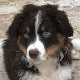 Cabo - Australian Shepherd