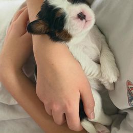 Cavalier King Charles Spaniel Puppies from Storycrest Cavaliers