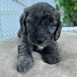 Nova - Merle female Bernedoodle puppy in North Highlands, California from The Purrfectpups