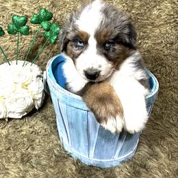 Hector - Blue merle male Australian Shepherd puppy in Vail, Iowa from Homegrown Huskies