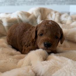 Betsy Ross - Apricot female Cavapoo puppy in Payson, Utah from Country Sky Doodles