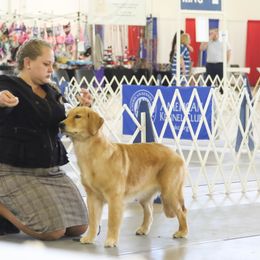 Stirling - Golden Retriever