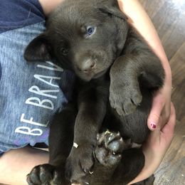 Dilute Retriever and Labrador Retriever Puppies from CKB Labradors