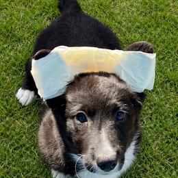 Jenny - Brindle and white female Cardigan Welsh Corgi puppy in Hope, Arkansas from Foxy Knoll Farm