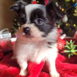 Black n white male 3 - White and black male Papillon puppy in Florida from Tammy's Papillon Playpen
