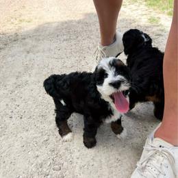 Piper - Tri-color female Bernedoodle puppy in Wamego, Kansas from Doodles of Oz