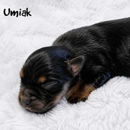 Umiak - Black tri male Miniature Australian Shepherd puppy in Garden Plain, Kansas from Krazy K Aussies