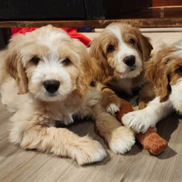 Labradoodle Puppies from Tyson's Farm Doodles