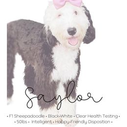 Saylor - Sheepadoodle