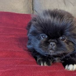 Bentley - Black male Pekingese puppy in Kingman, Arizona from Faith Harvey