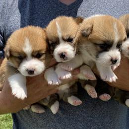Pembroke Welsh Corgi Puppies from Prospect Corgis