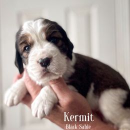 Kermit - Liver and white male English Springer Spaniel puppy in Tupalo, Mississippi from Butterfield Trail Farm