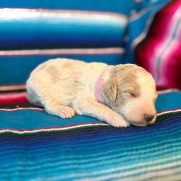 Clover - Apricot female Aussiedoodle puppy in Charleston, Arkansas from Lazy S Aussies