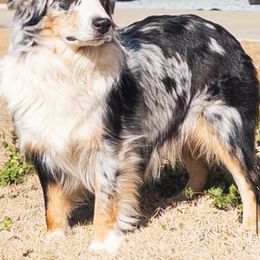 Wish - Miniature Australian Shepherd