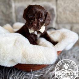 Teddy - Chocolate male Cavapoo puppy in Natural Bridge, Virginia from Padgetts Hill Puppies