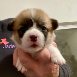 Jade - Red female Pembroke Welsh Corgi puppy in Grenada, California from California Corgi Butts