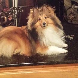Shetland Sheepdog All Grown Up from Millennium Shelties
