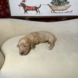 Ginger - Cream female Dachshund puppy in Kissimmee, Florida from Mini Doxie Cuties