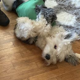 Assorted Doodle Crosses, Aussiedoodle, Bernedoodle, Goldendoodle, and Sheepadoodle All Grown Up from Happy Top Doodles